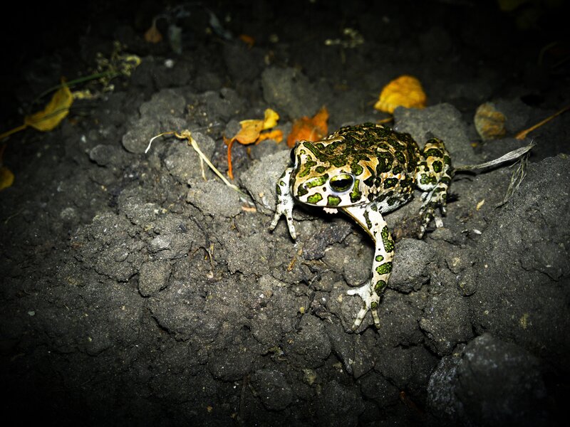 Green-spotted Toad