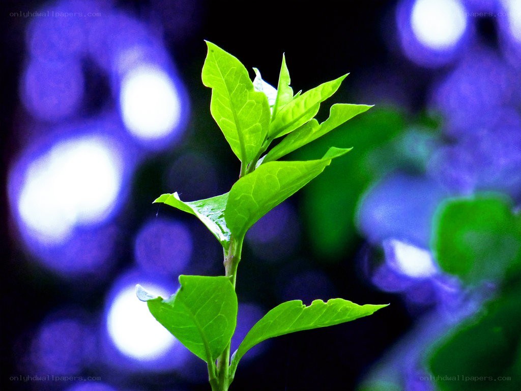 green sprout against purple lights