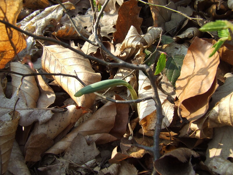 Green sprout among fallen leaves