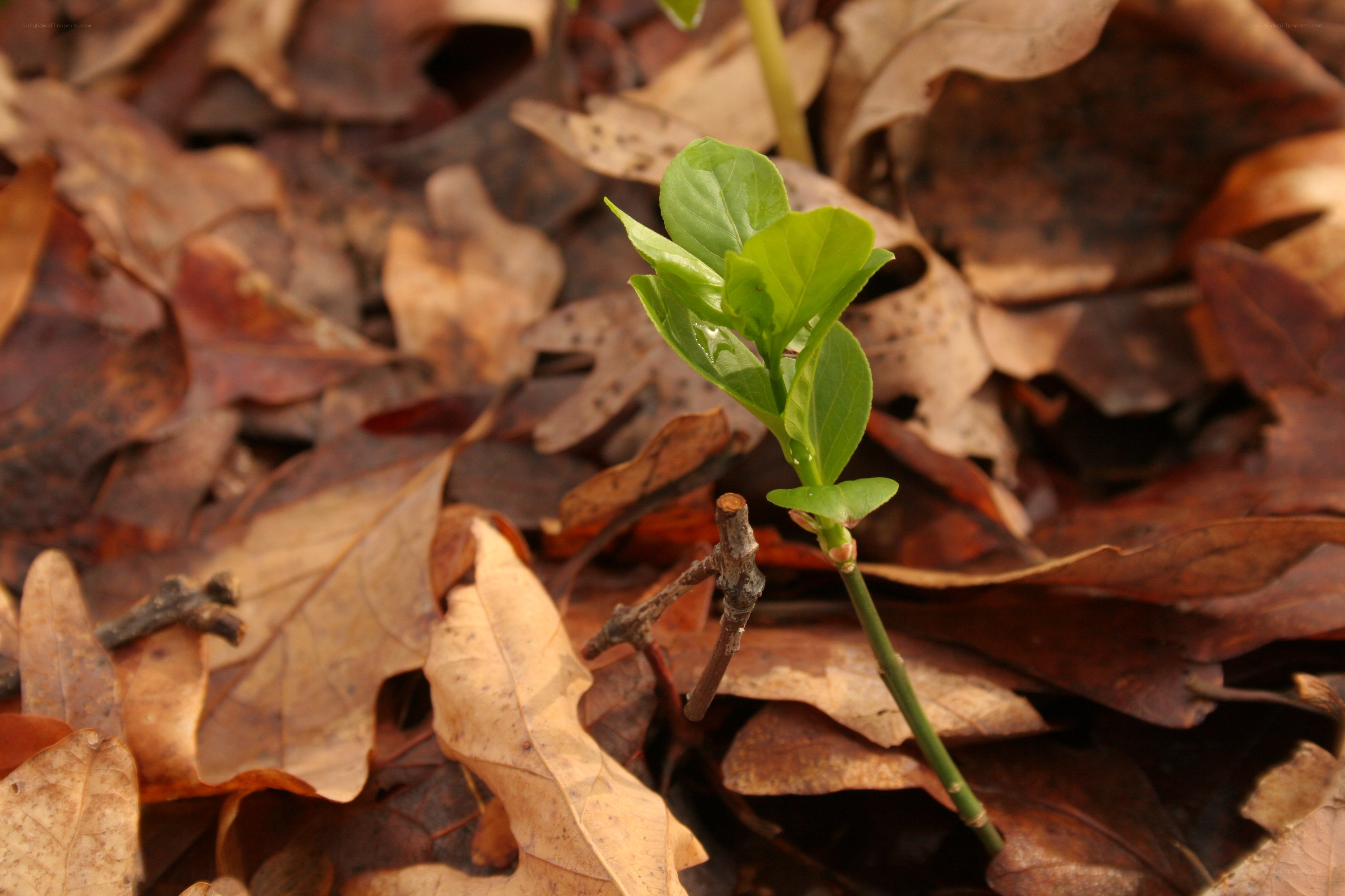green sprout among fallen leaves