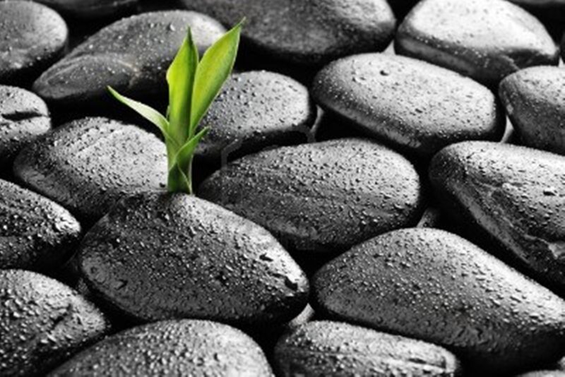 Green Sprout Between Rocks