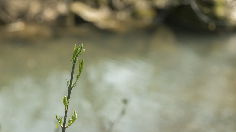 Green Sprout by Water