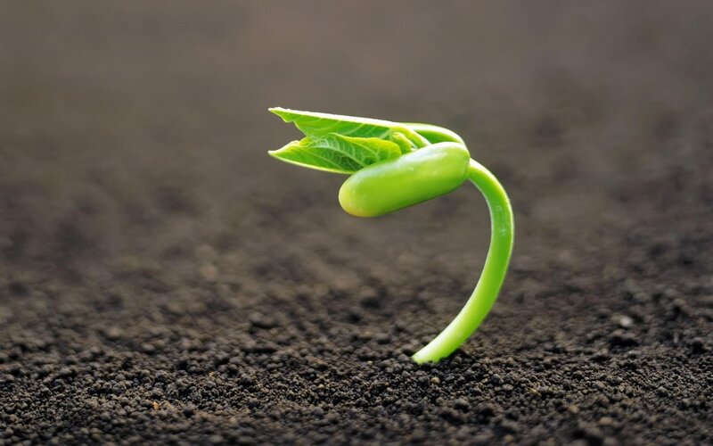 Green Sprout Emerging — Calm