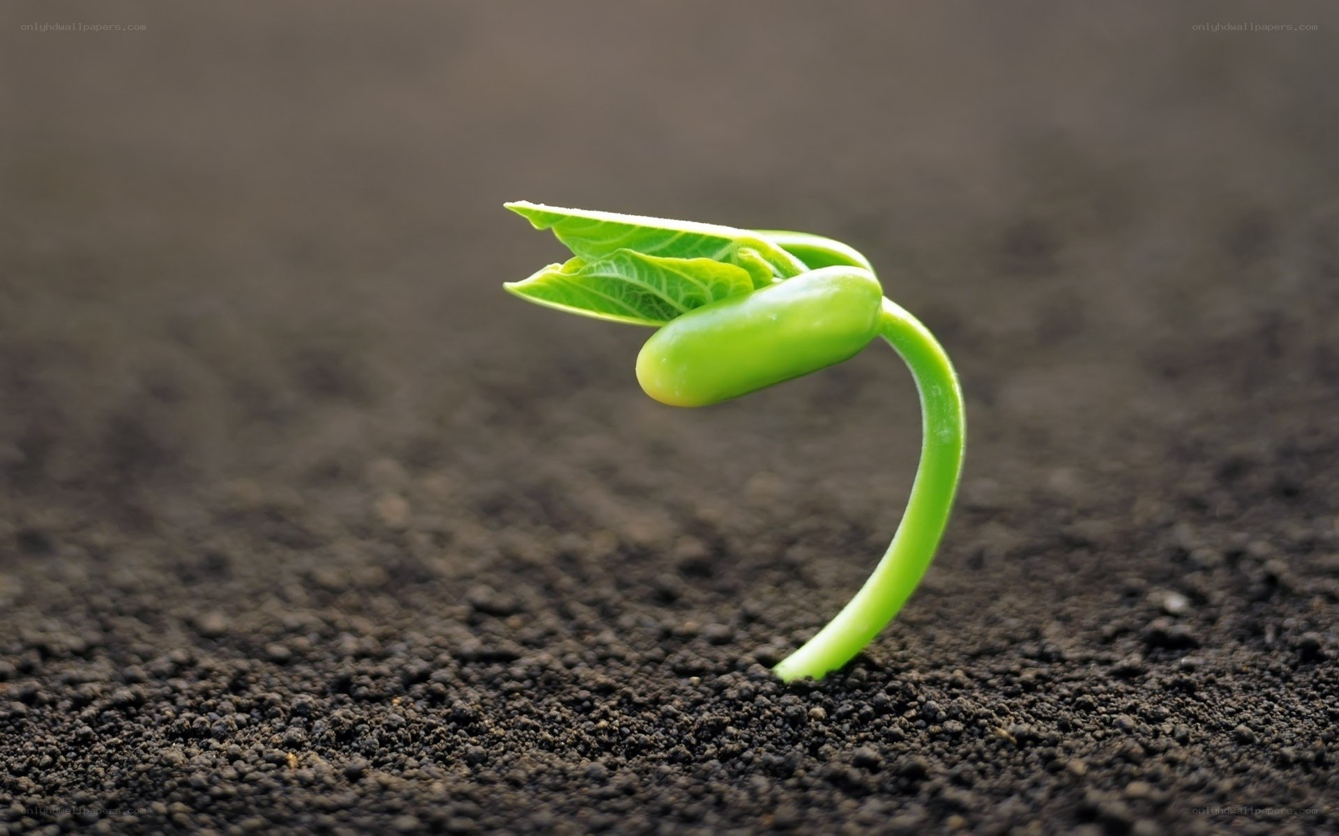 Green sprout emerging from soil