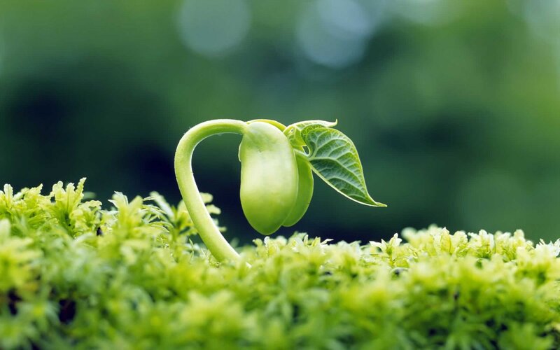 Green Sprout Emerging