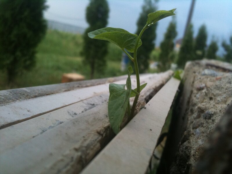 Green Sprout Growing