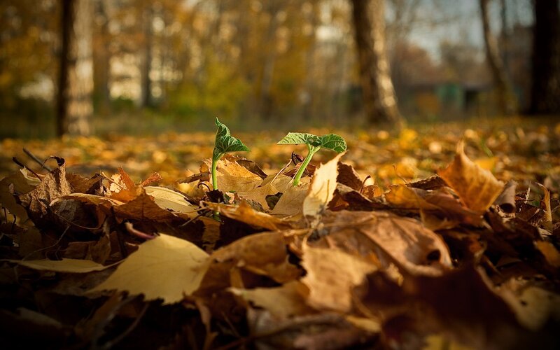 Green sprout in autumn leaves