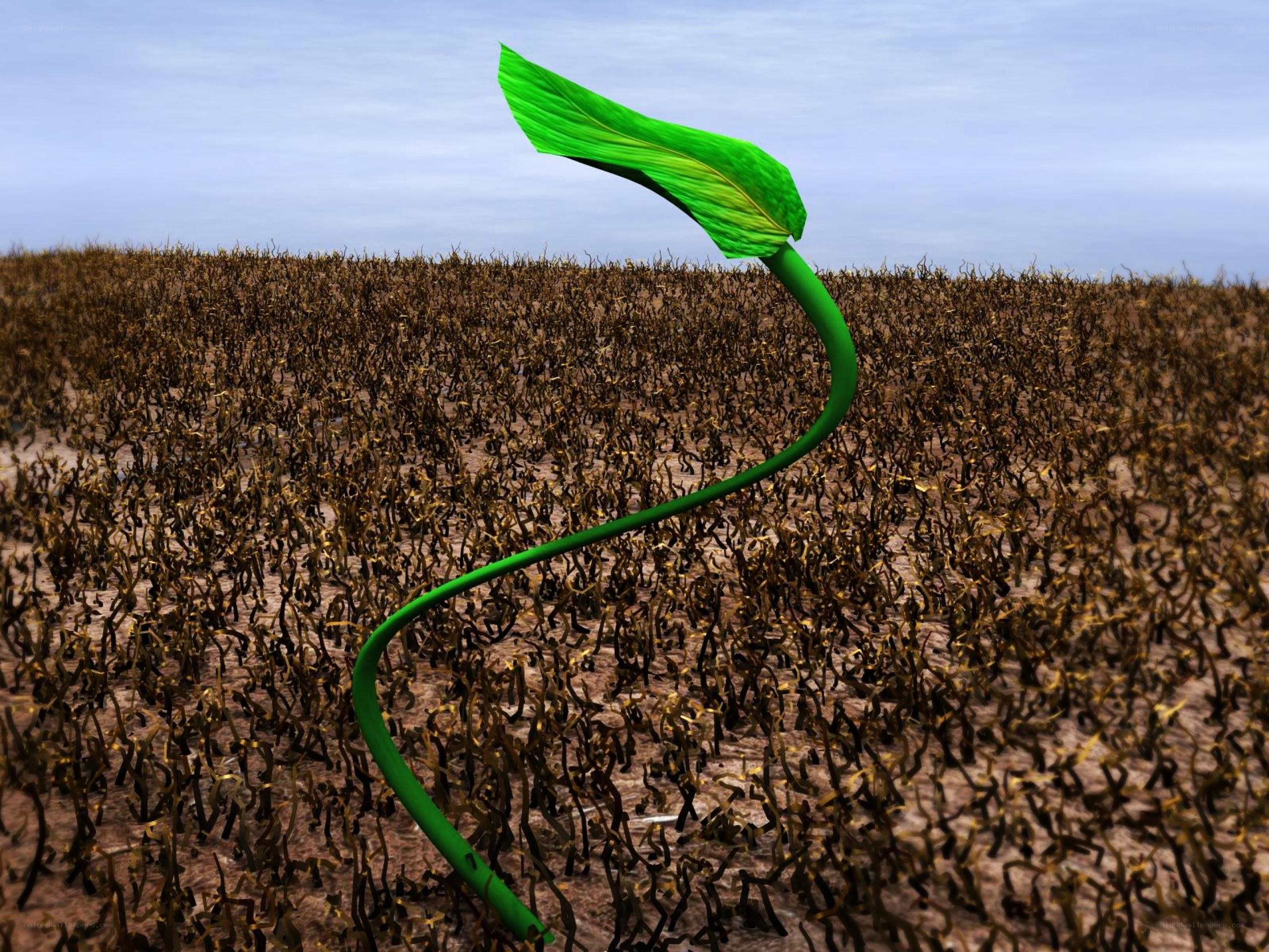 Green sprout in barren field