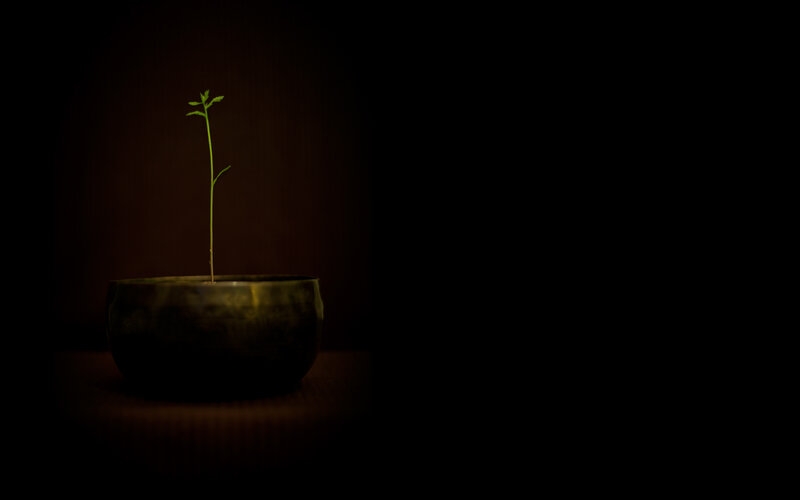 Green Sprout in Bowl