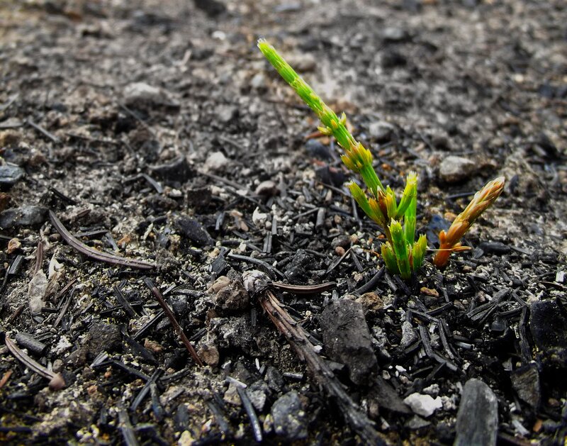 green sprout in burnt soil