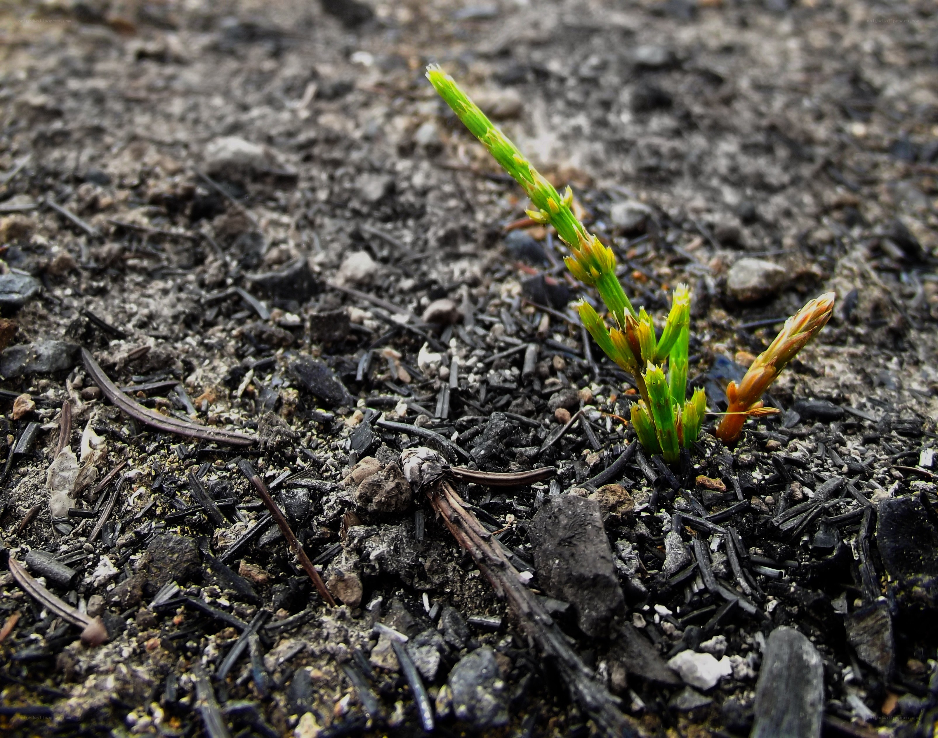green sprout in burnt soil