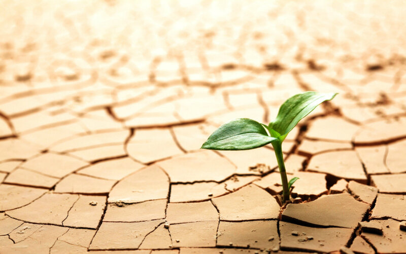 Green Sprout in Cracked Earth