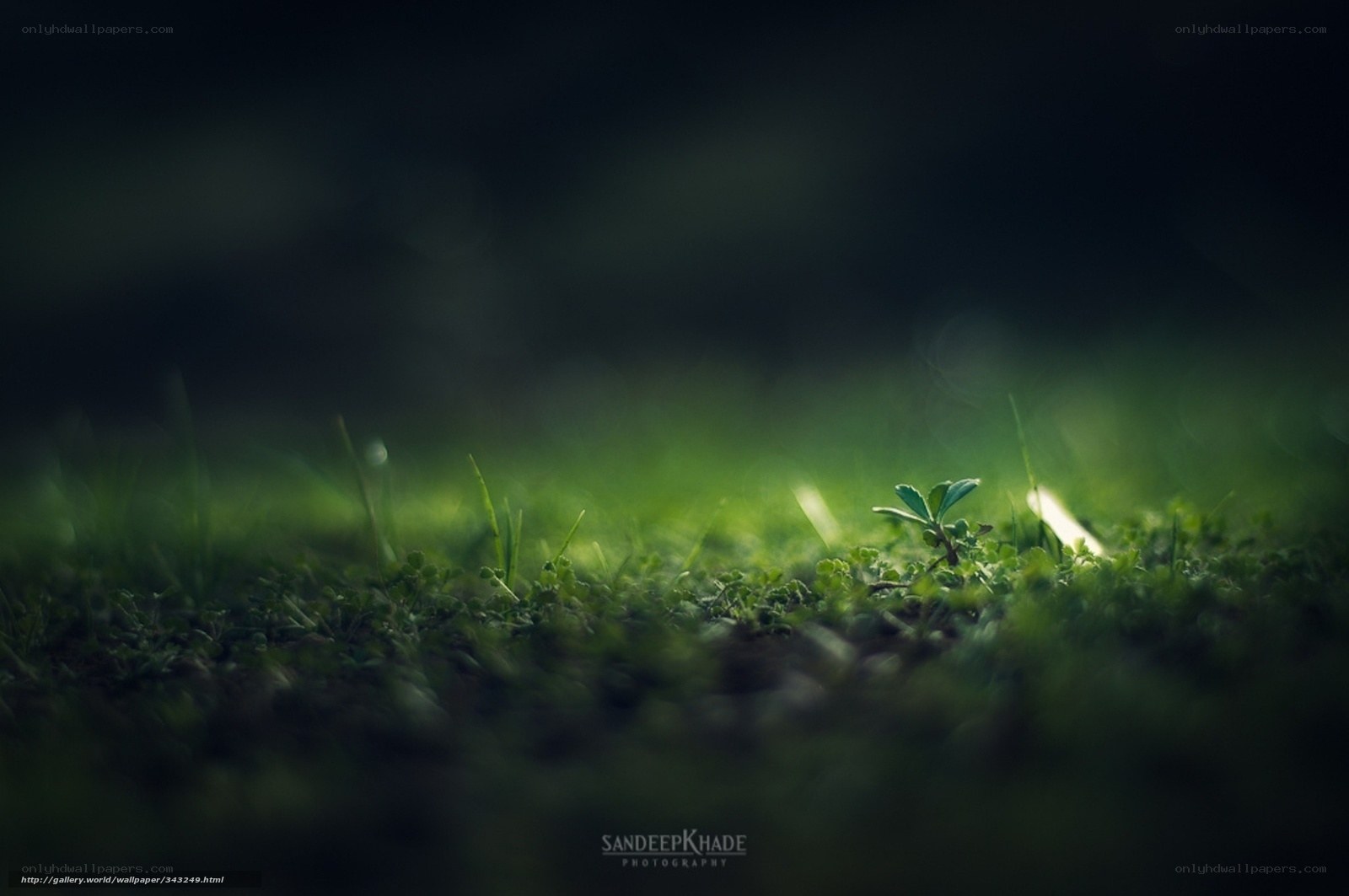 green sprout in dark grass