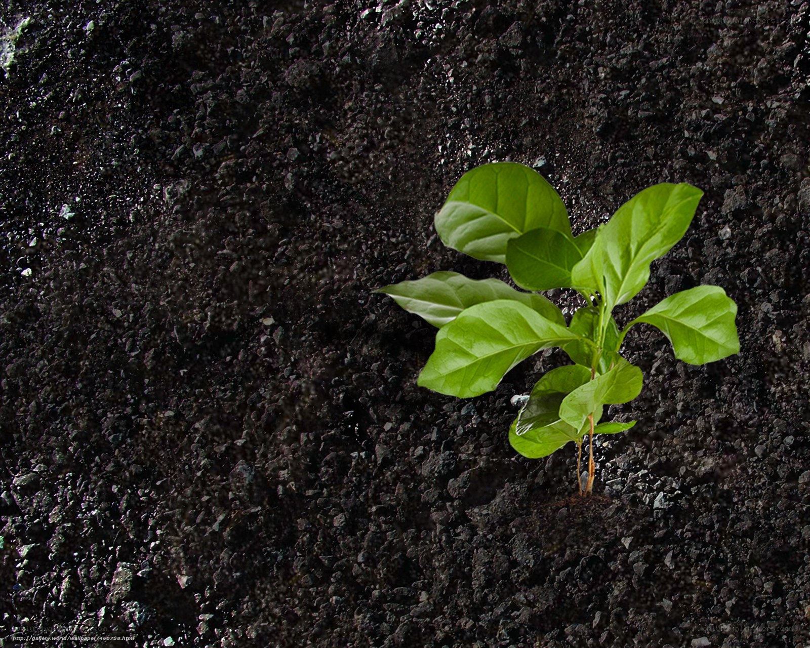 green sprout in dark soil