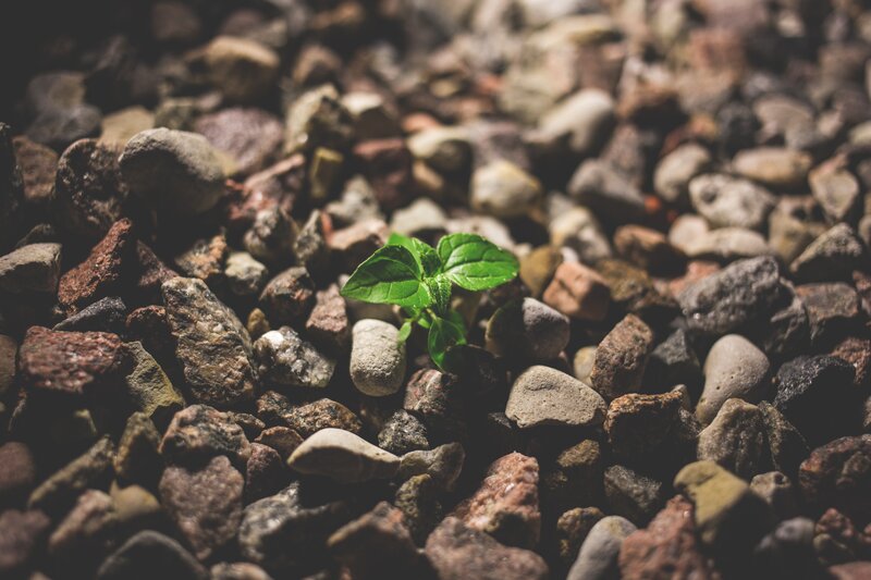 Green Sprout in Gravel