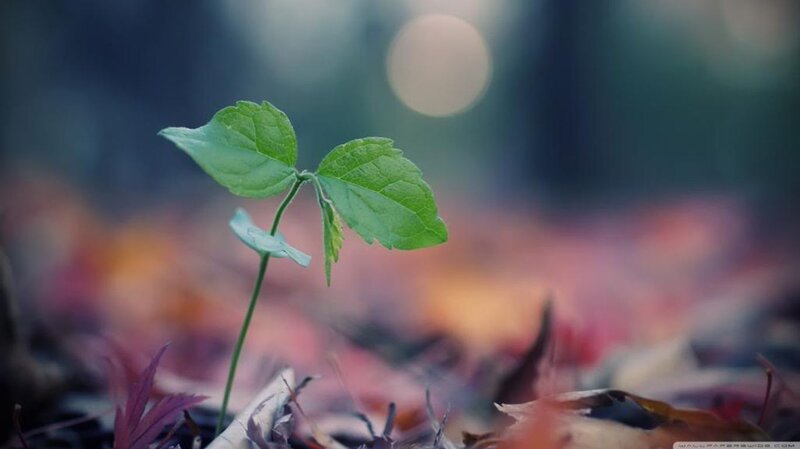 Green Sprout in Leaves