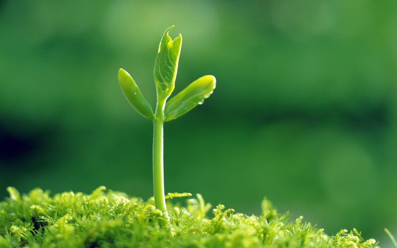 Green Sprout in Moss