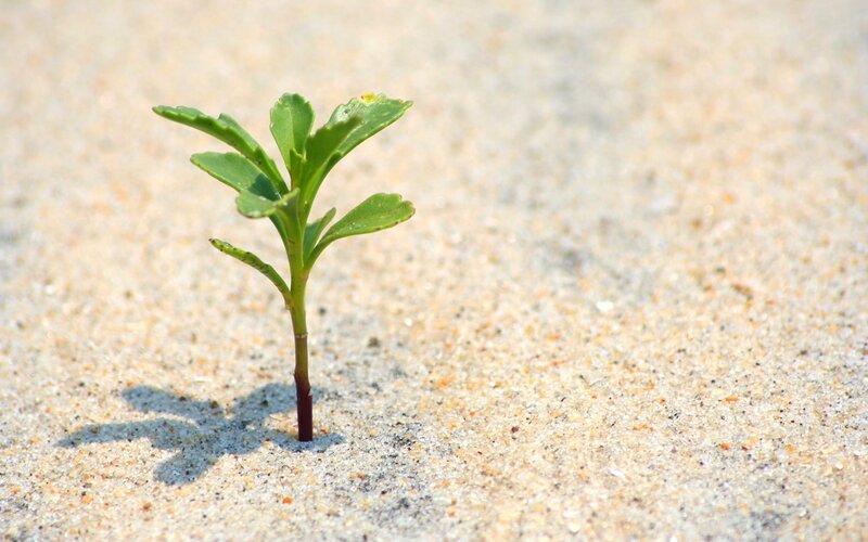 Green Sprout in Sand — Calm