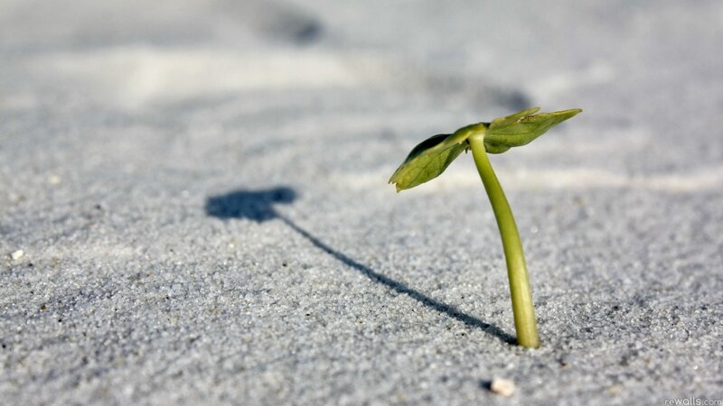 Green Sprout in Sand — Serene, Afternoon