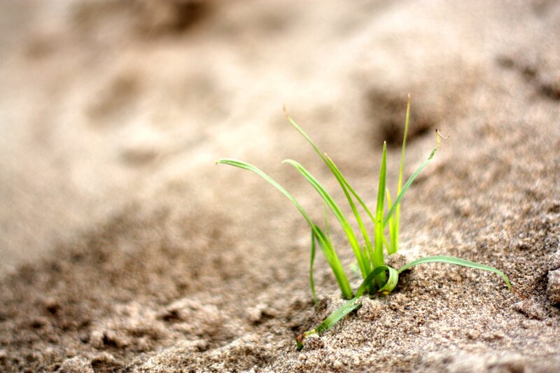 green sprout in sand