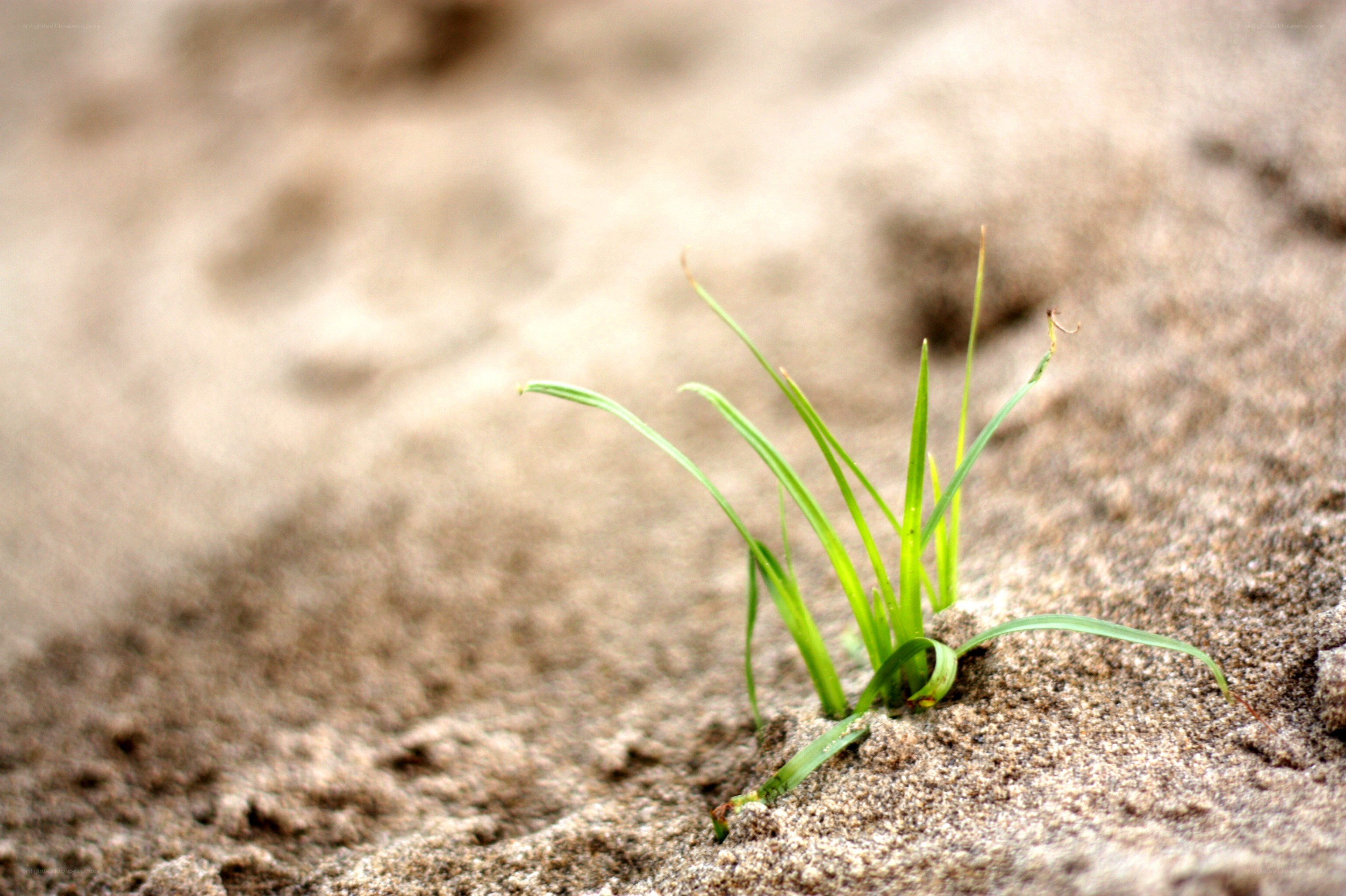 green sprout in sand