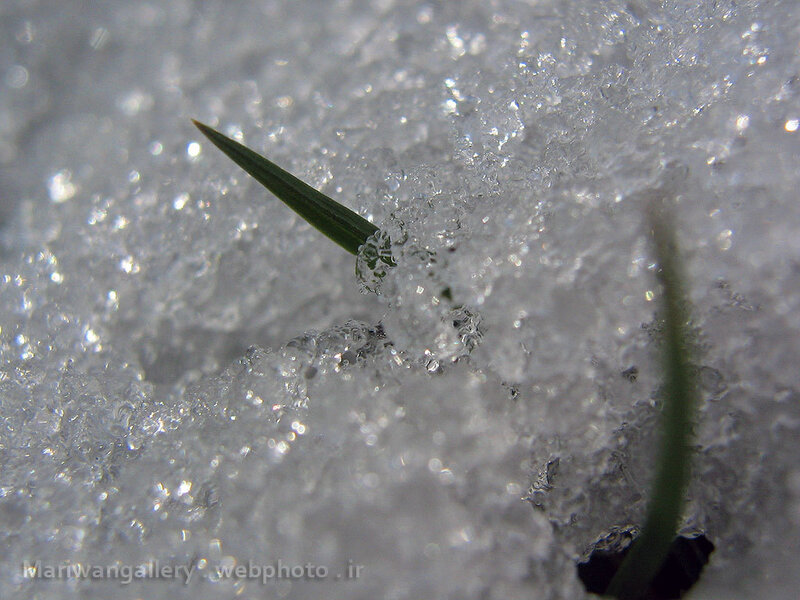 Green sprout in snow