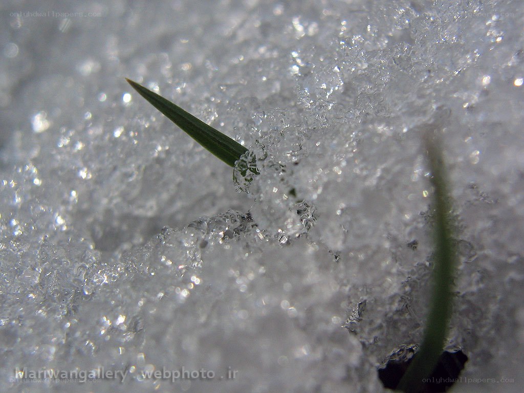 Green sprout in snow