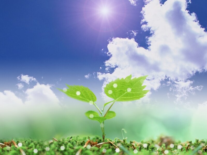 Green Sprout in Soil — Blue