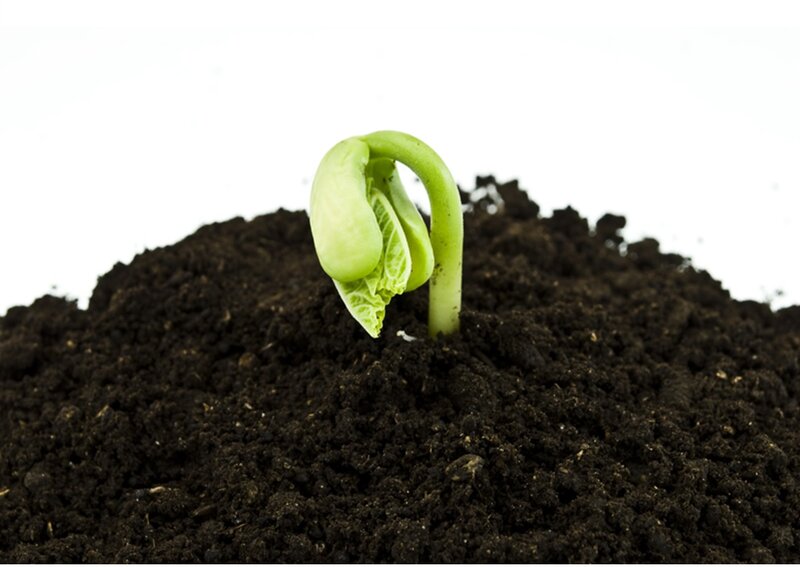 Green Sprout in Soil — Brown
