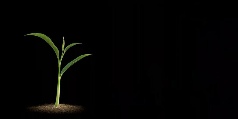 Green Sprout in Soil
