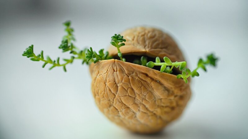 Green Sprout in Walnut