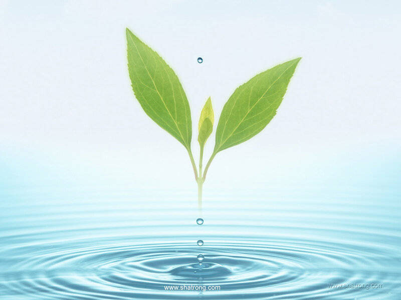 Green Sprout in Water — Blue, Serene