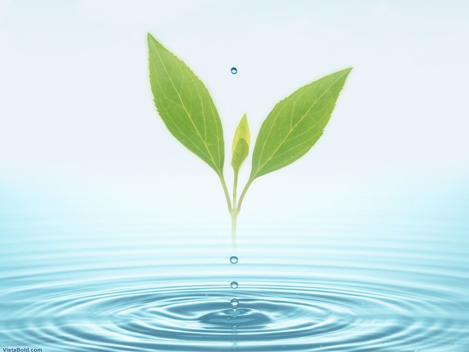 green sprout in water