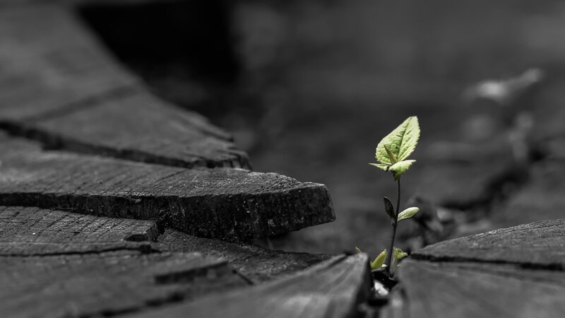 Green Sprout in Wood