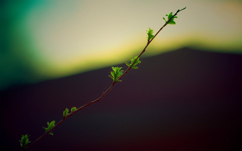 Green Sprout on Branch