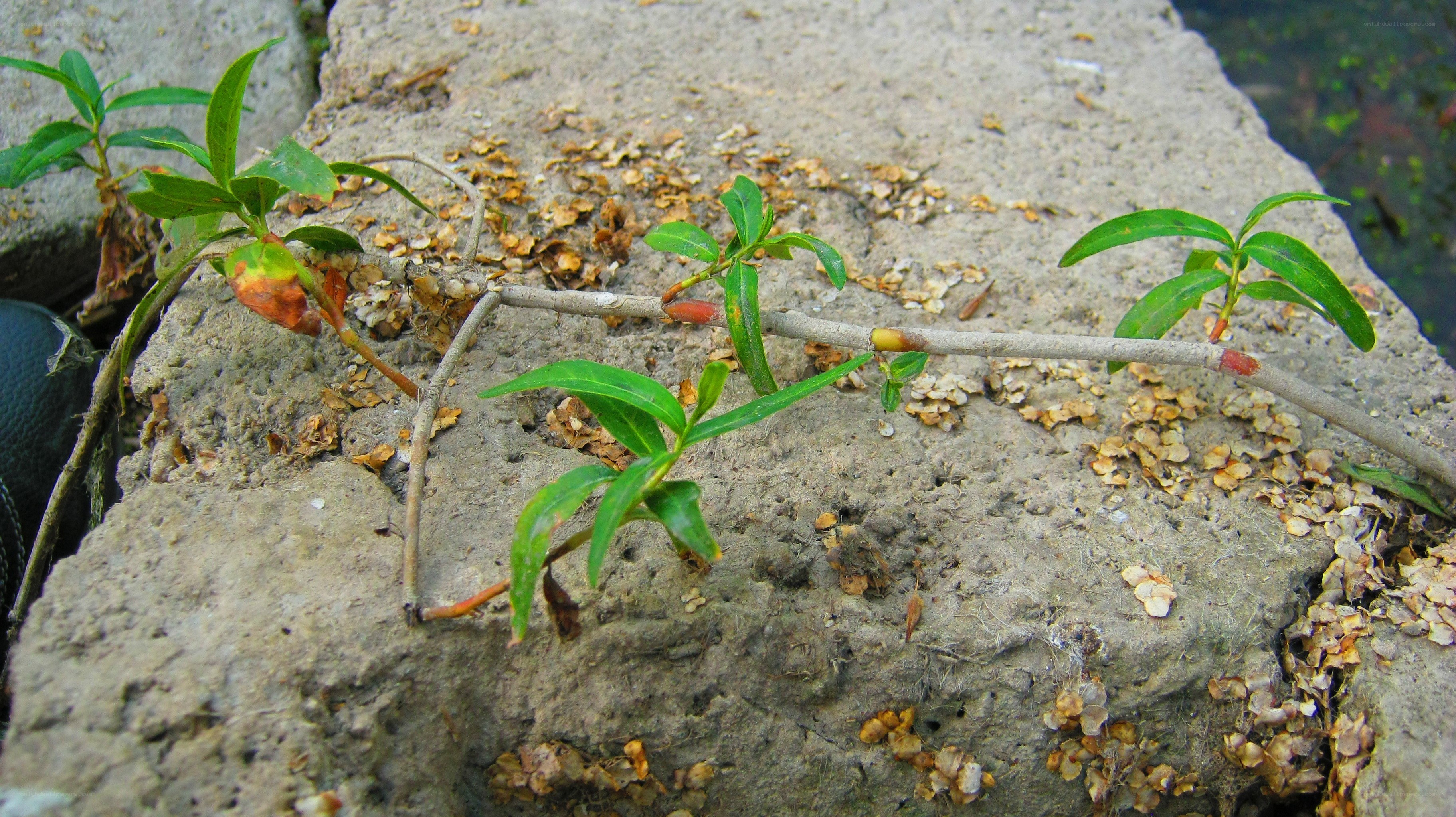 green sprout on concrete