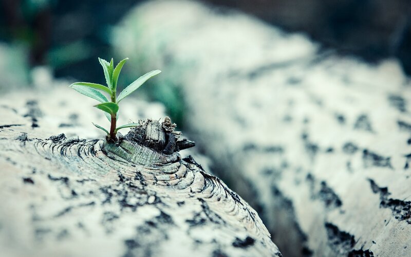 Green Sprout on Log