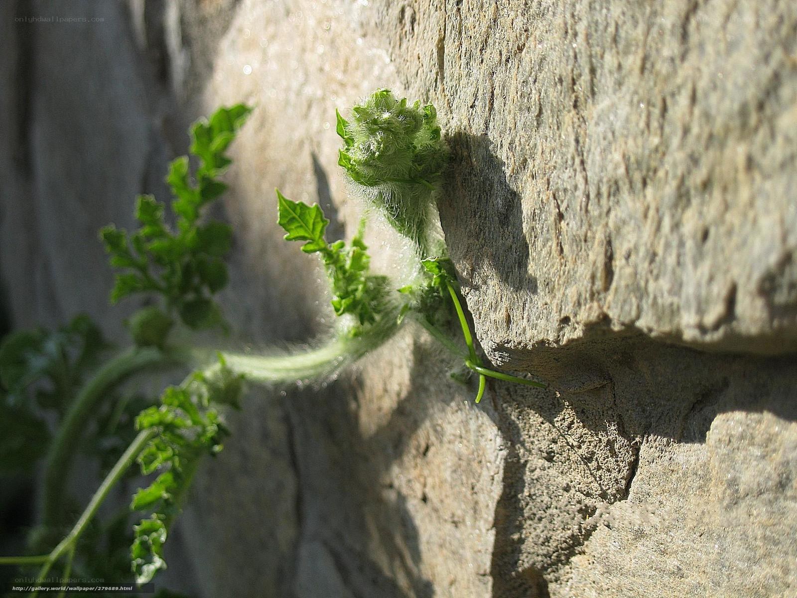 Green sprout on stone wall