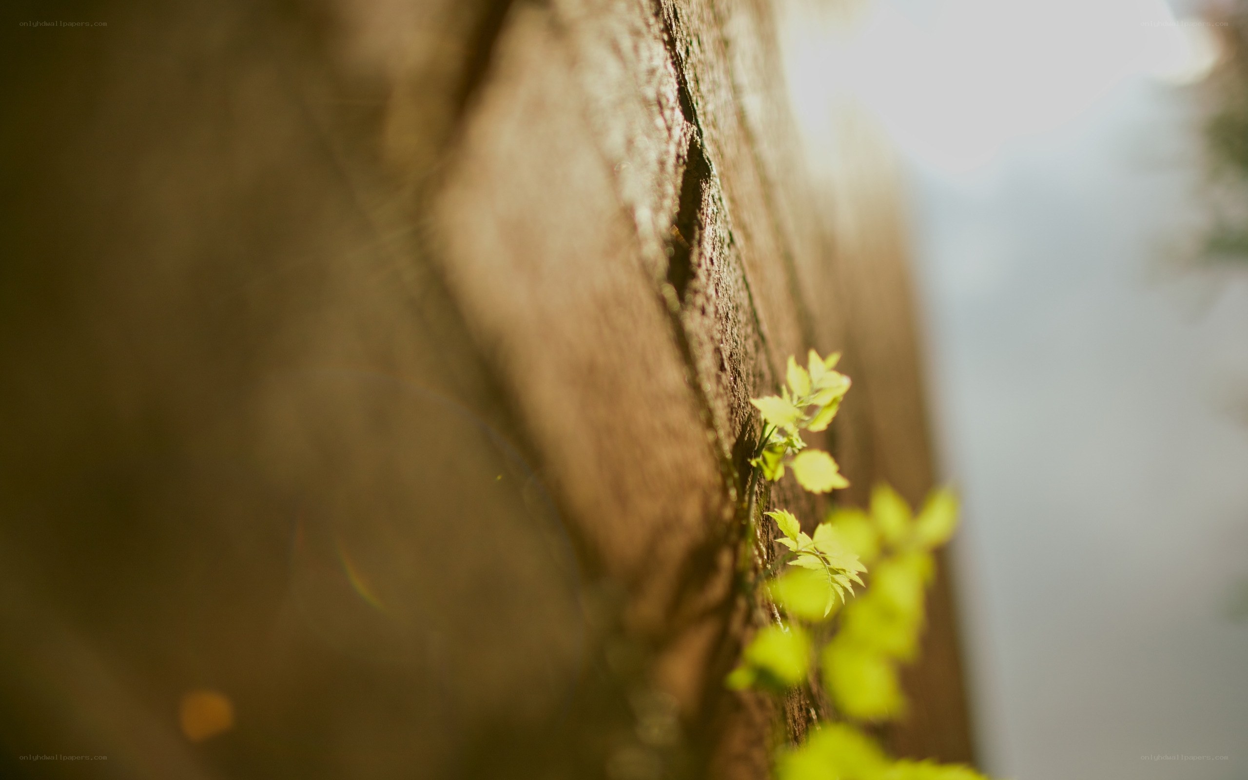 Green sprout on stone wall