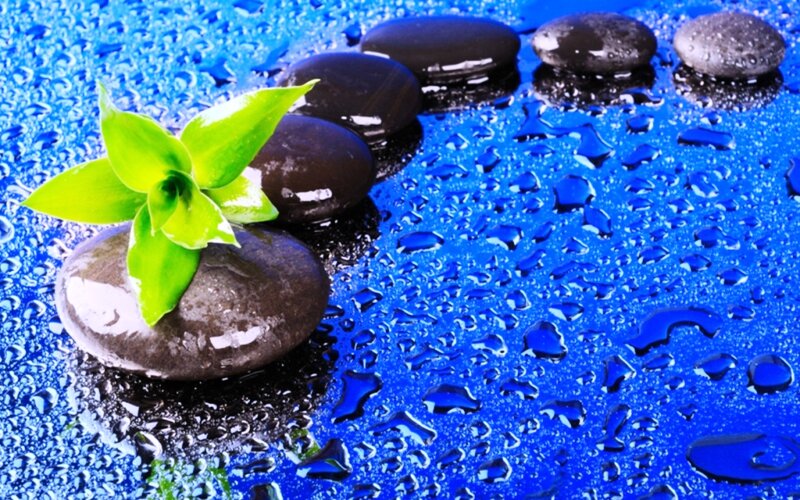 Green Sprout on Stones
