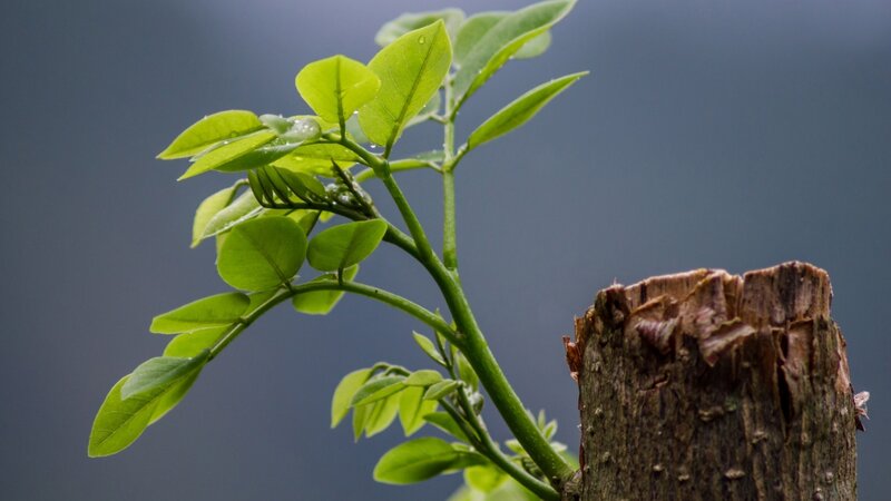 Green Sprout on Stump