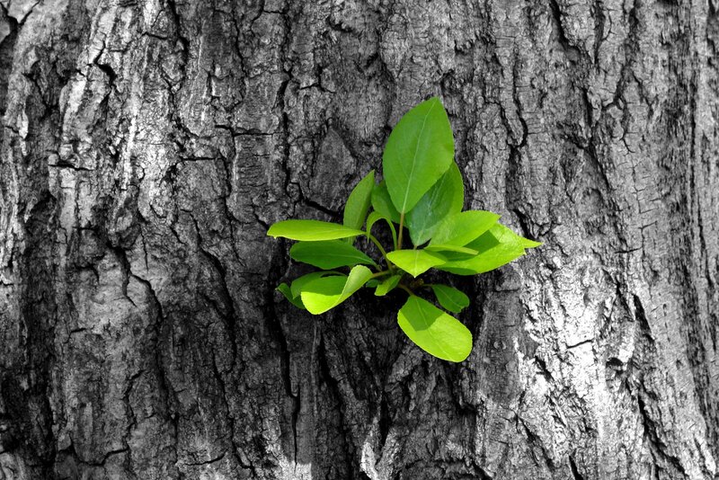 green sprout on tree bark