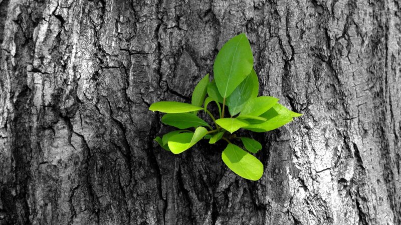 green sprout on tree bark