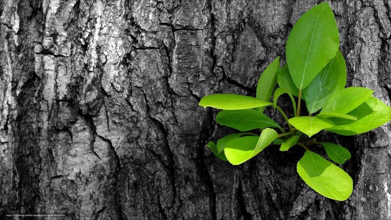 Green sprout on tree bark