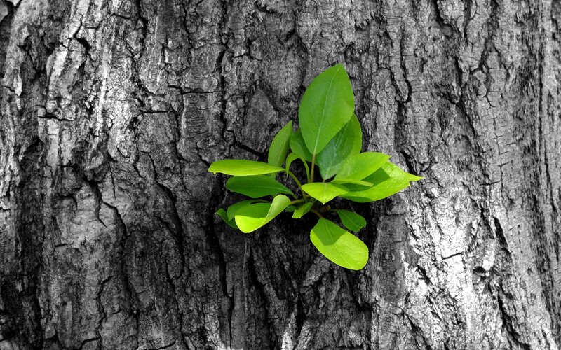 Green Sprout on Tree — Dramatic