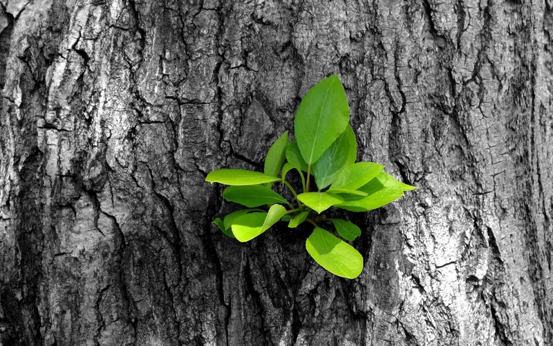 Green Sprout on Tree — Serene