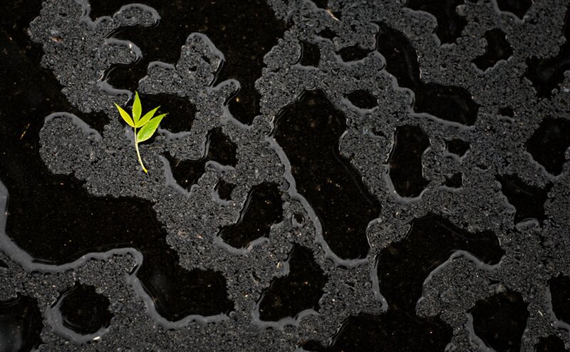 Green Sprout on Wet Surface