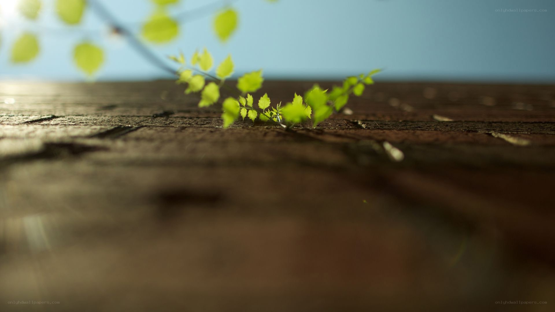 green sprout on wood