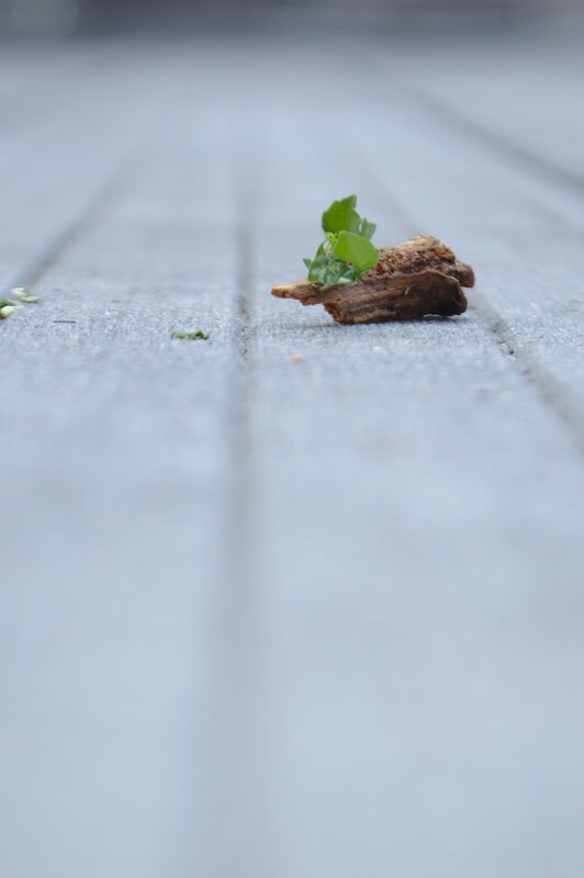 Green Sprout on Wood — Calm