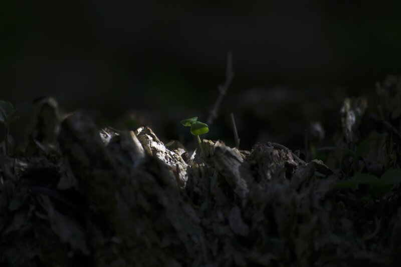 Green Sprout on Wood — Dramatic